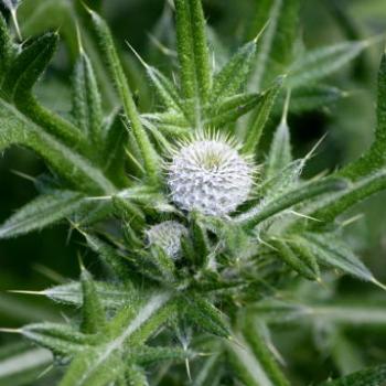 9760 weed, herb, Nodding thistle, Carduus nutans, Asteraceae, Lane Cove National Park, West Chatswood, NSW, 1st Sept'09, Kate/Sydney