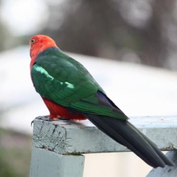 3133  Male Australian King-Parrot, Alisterus scapularis, Psittacidae-Psittaciformes, Parrots, Hawkesbury R, 6th March'09 Kate/Sydney