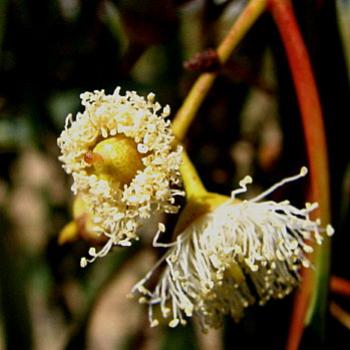 <b>1849 eucalypt blossom, River Red Gum, Eucalyptus camaldulensis, Myrtaceae, Wagga Wagga, NSW, 24th Dec'08 Kate/Sydney</b>