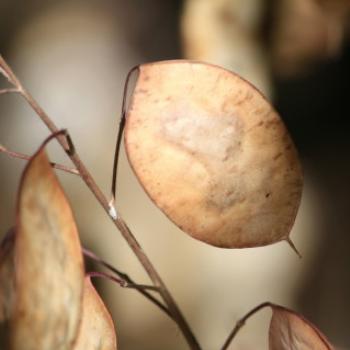 4806  honesty seed pods in my sister's garden, Lake Hayes region near Queenstown, Sth Is, NZ, 22nd March'10, Kate/Sydney