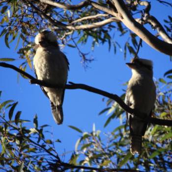 <b>3829 Kookaburras sitting in the sun, Hawkesbury R, 8th June'09 Kate/Sydney</b>