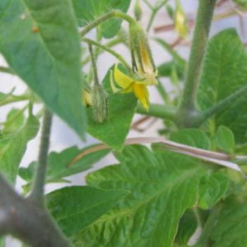 <b>Tomato flowers - Wendy/Perth</b>