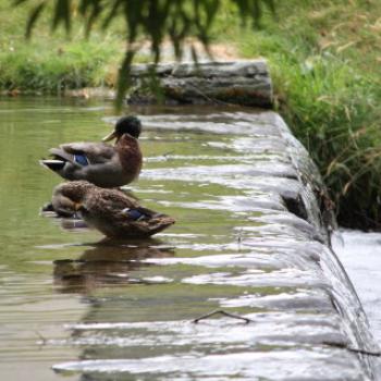 4351  2 preening Mallards, Introduced Bird, Millbrook Resort, near Queenstown, Sth Is, NZ, 20th Mar'10, Kate/Sydney