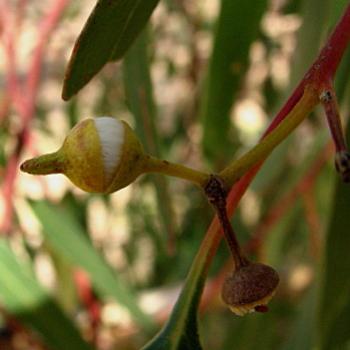 <b>1848 tiny gumnut, (1cm from base of nut to tend of cap), River Red Gum, Eucalyptus camaldulensis, Myrtaceae, Wagga Wagga, NSW, 24th Dec'08 Kate/Sydney</b>