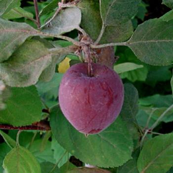 <b>1693 crab apple, Wagga Wagga, NSW, 23rd Dec'08 Kate/Sydney</b>