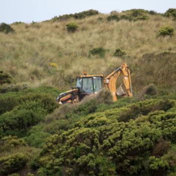 7200  digger hiding in the bushes, Bluehole reserve, Warnambool, GORd, Vic, 28th Oct'09, Kate/Sydney