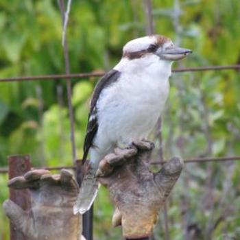 Cheeky kookaburra- Tasmania