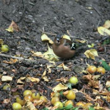 4615  male Chaffinch, Fringilla coelebs, Fringillidae, Passeriformes, NZ Introduced bird, Arrowtown near Queenstown, Sth Is NZ, 21st Mar'10, Kate/Sydney 