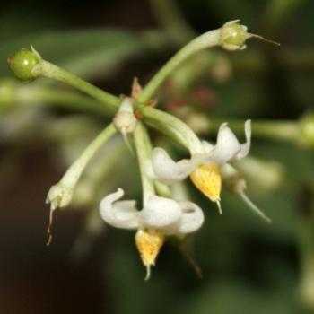 <b>1506 flowers, fruit, Ardisia crispa, coral berry Sydney, 14th Jan'10, Kate/Sydney</b>