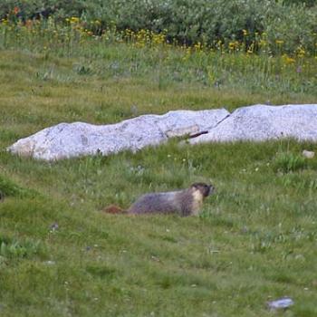 <b>Marmot near 1000 Island Lake</b>