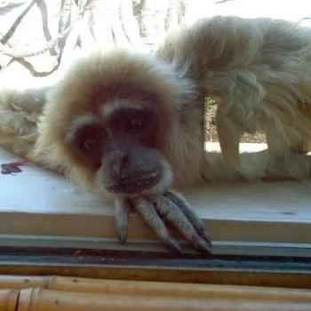 <b>Niabi Zoo, Coal Valley IL</b>