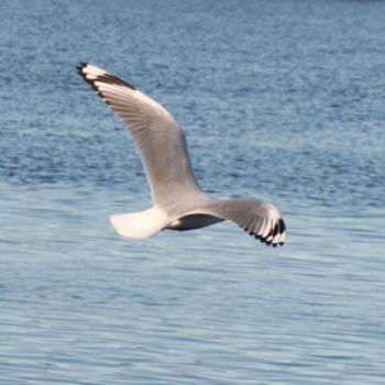 <b>Seagull @ Hawks Nest NSW </b>