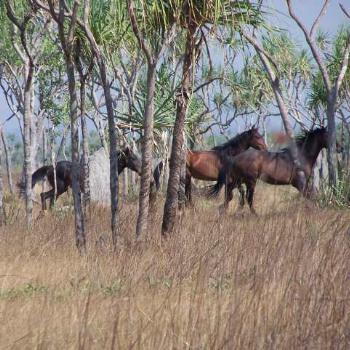 Brumbies - West of the Daly- towards Peppimenarti.