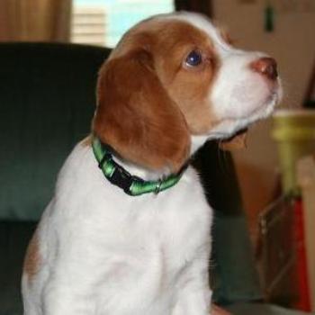 <b>Rusty, my Brittany puppy, at 6 weeks</b>