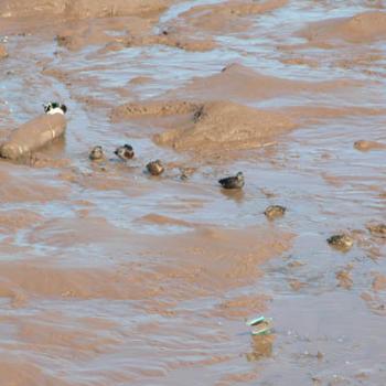 Ducks in the mud at low tide, Wolfville, NS, Canada