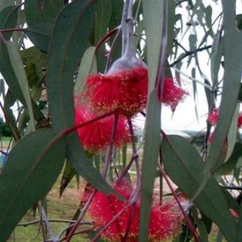 <b>Eucalyptus in Flower</b>