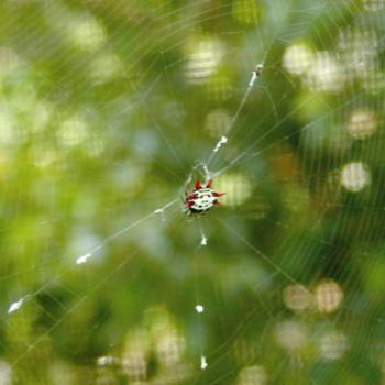 spiny orb weaver