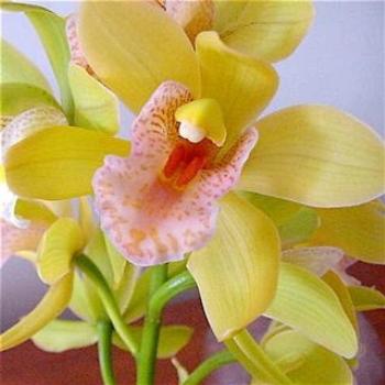 <b>Orchid</b>