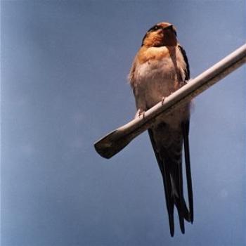 <b>A Welcome Swallow</b>