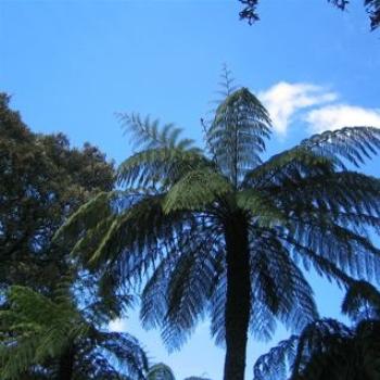 <b>Tree Ferns</b>