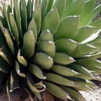 agave in Tucson, AZ