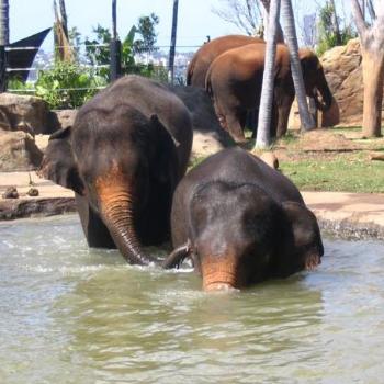 <b>Elephant Waterplay @ Taronga</b>