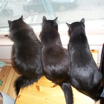 3 black cats watching a bird