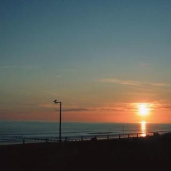 <b>Seagull at Sunset</b>