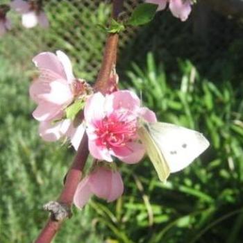 butterfly on blossom