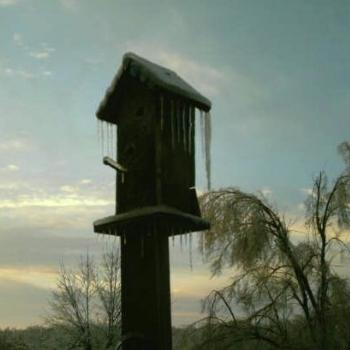 Birdhouse in ice storm, SW Missouri