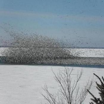 <b>Geese leaving the lake</b>