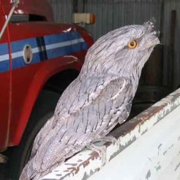 Tawney Frogmouth- Outback Oz