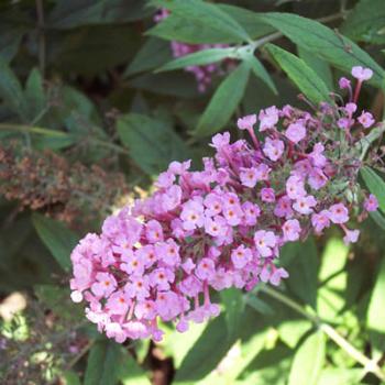 <b>Butterfly Bush</b>