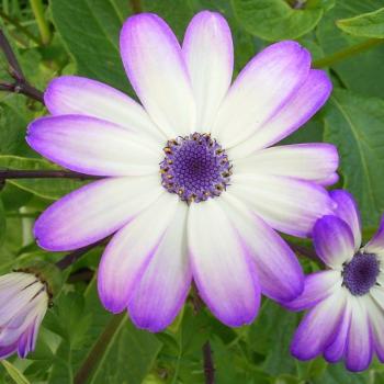 <b>Cineraria, grown in Tassie!</b>