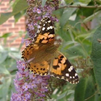 <b>Painted Lady Butterfly on Buddleia</b>