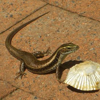 <b>Lizard eating cake</b>