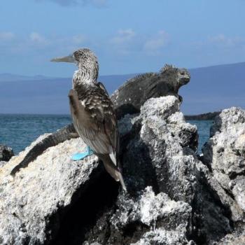 Galapagos iguana & blue-footed booby