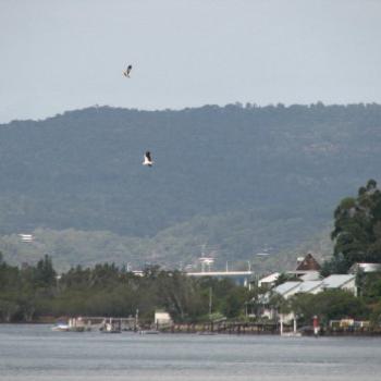 <b>Sea eagles over Milson Island</b>