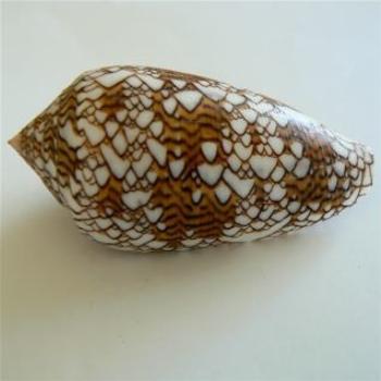 <b>Textile Cone</b>