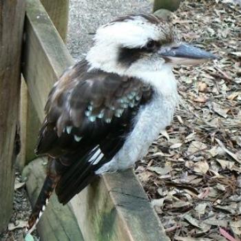 <b>Kookaburra</b>