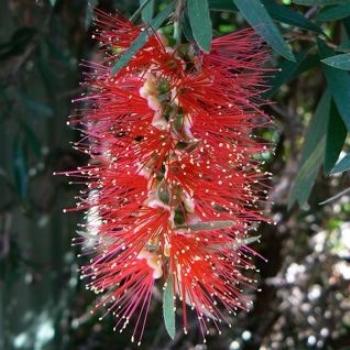 <b>Bottlebrush Flower</b>