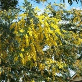 Wattle - Australia's National Flower (Ian)