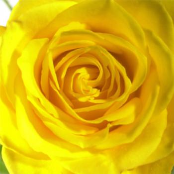 Yellow Rose