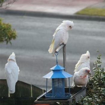 <b>Corellas Feeding, Lake Macquarie (Ian)</b>