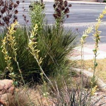 <b>Yellow Yucca    Sue/Ok</b>