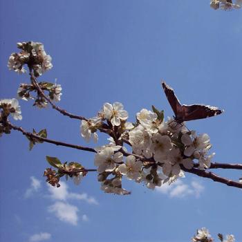 Butterfly on Cherry Blossom