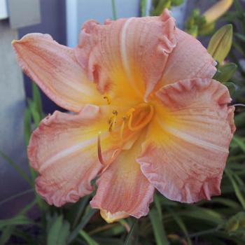 <b>Day Lily</b>