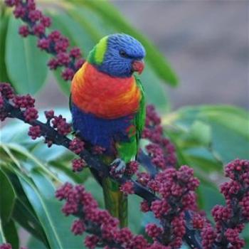 <b>My Son's Photo of a Rainbow Lorikeet</b>