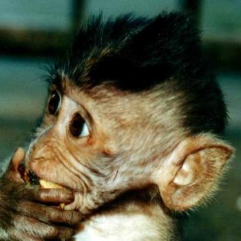 <b>Temple monkey, Ubud,Bali</b>