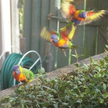 A Squark of Lorikeets